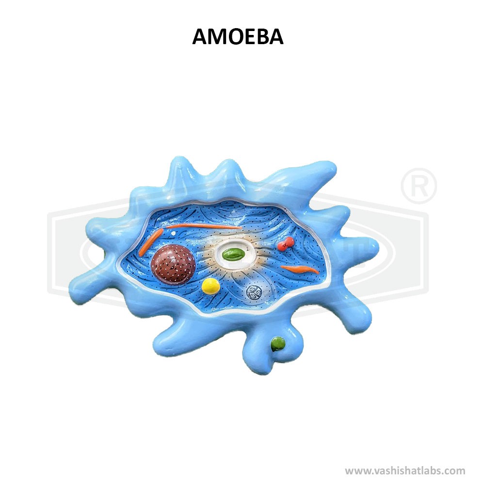 Model of Amoeba